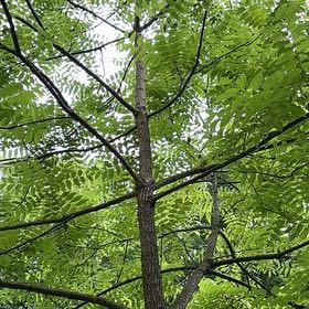 Photo of the plant species Black Walnut by @EffectiveLilac named Ronaldo on Greg, the plant care app