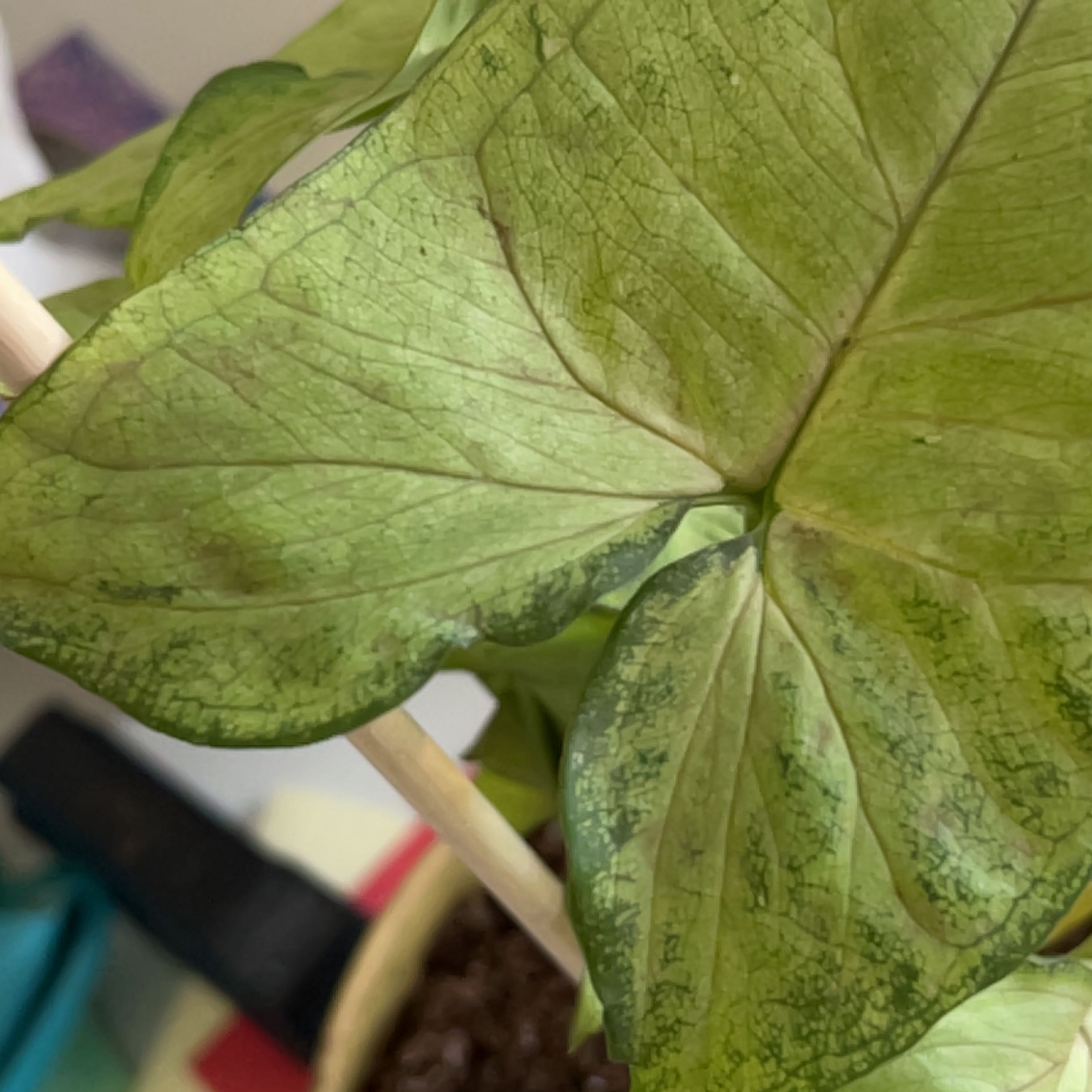 Dieffenbachia 'Camille' plant with yellowing and browning leaves, soil partially visible.