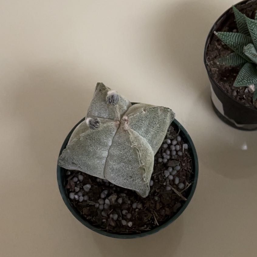 Bishop's Cap Cactus in a pot with visible soil and another plant in the background.