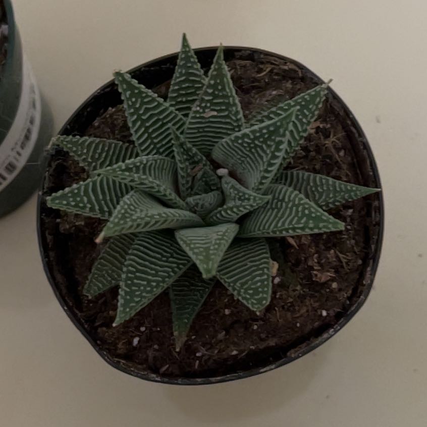 Top view of a healthy potted Haworthia limifolia succulent plant with triangular striped leaves in a rosette shape.