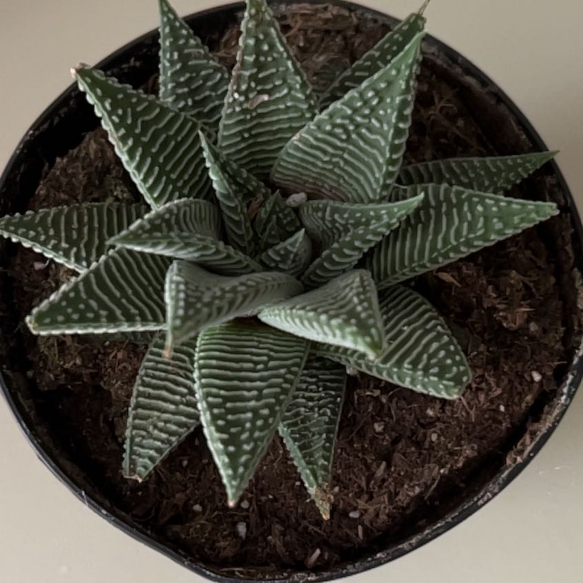 Healthy Haworthia limifolia succulent with triangular striped leaves in a compact rosette, potted in dark soil.