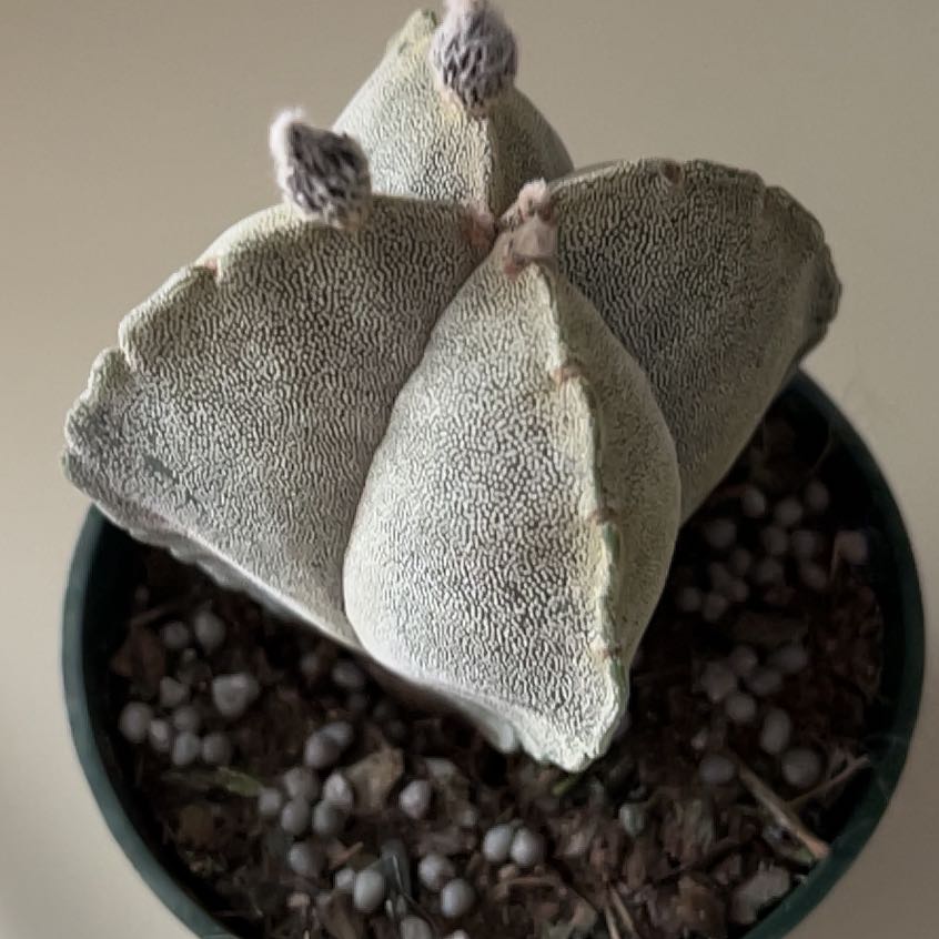 Bishop's Cap Cactus in a pot with visible soil, well-framed and in focus.