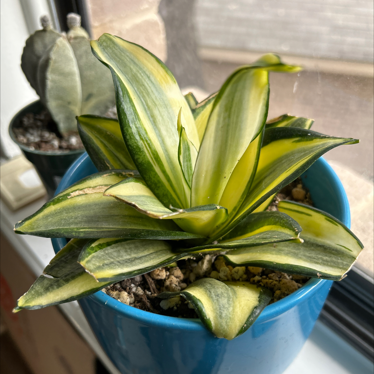 Silver Snake Plant in a blue pot on a windowsill with variegated green and yellow leaves.