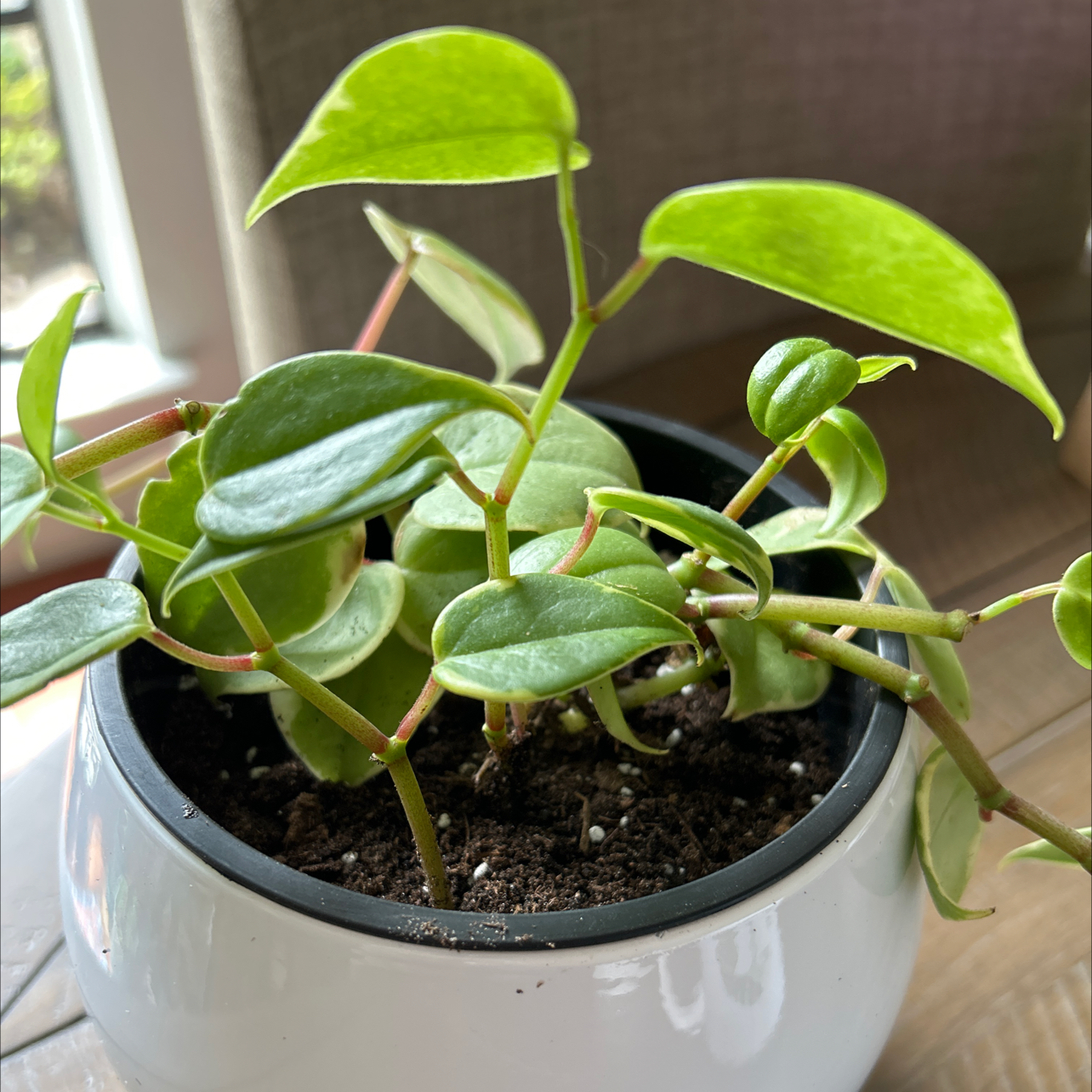 Healthy Vining Peperomia plant with vibrant green heart-shaped leaves growing in a small black pot with visible soil.