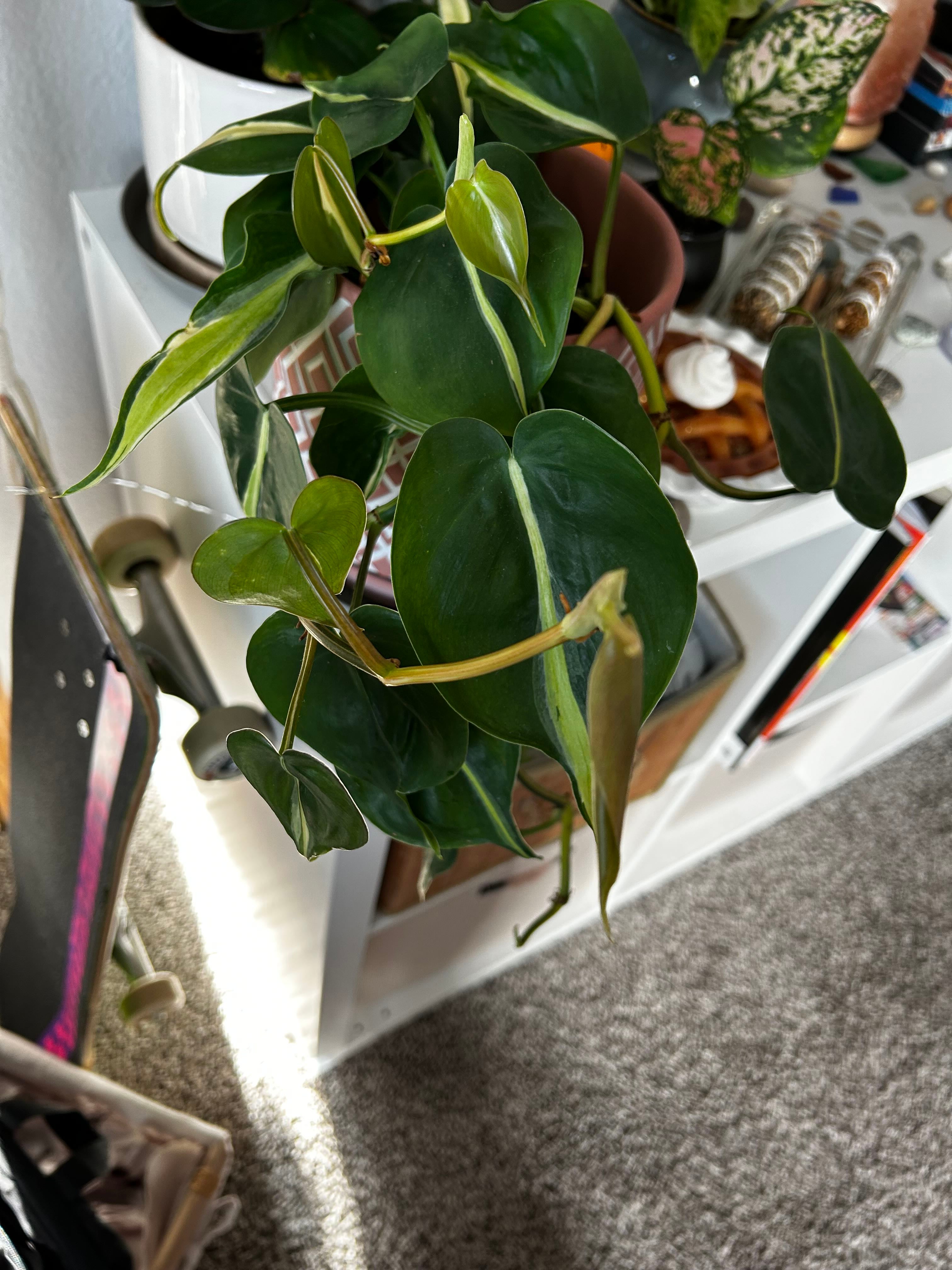 Autumn Sedum Is Safe for Humans