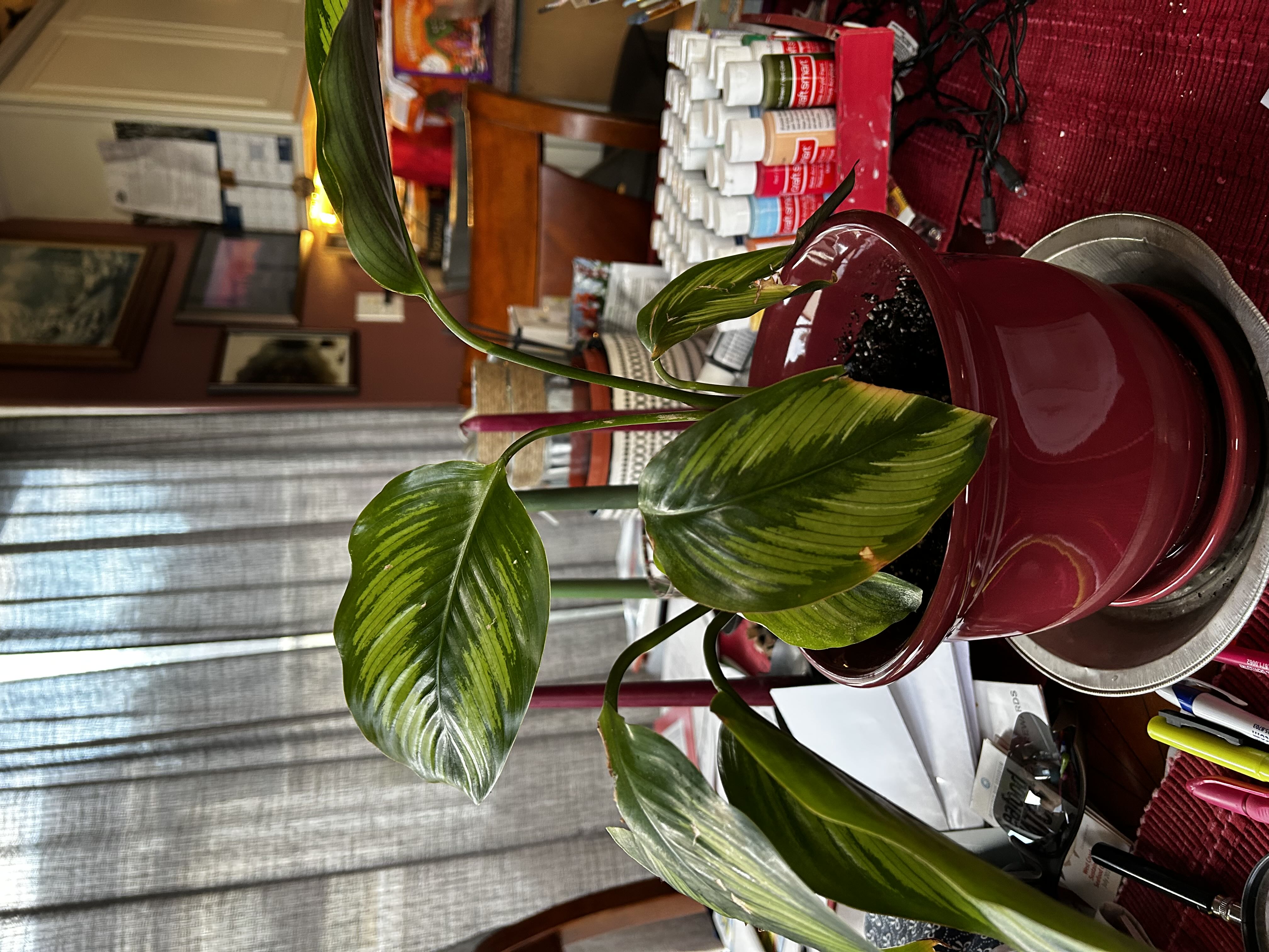 Photo from the post