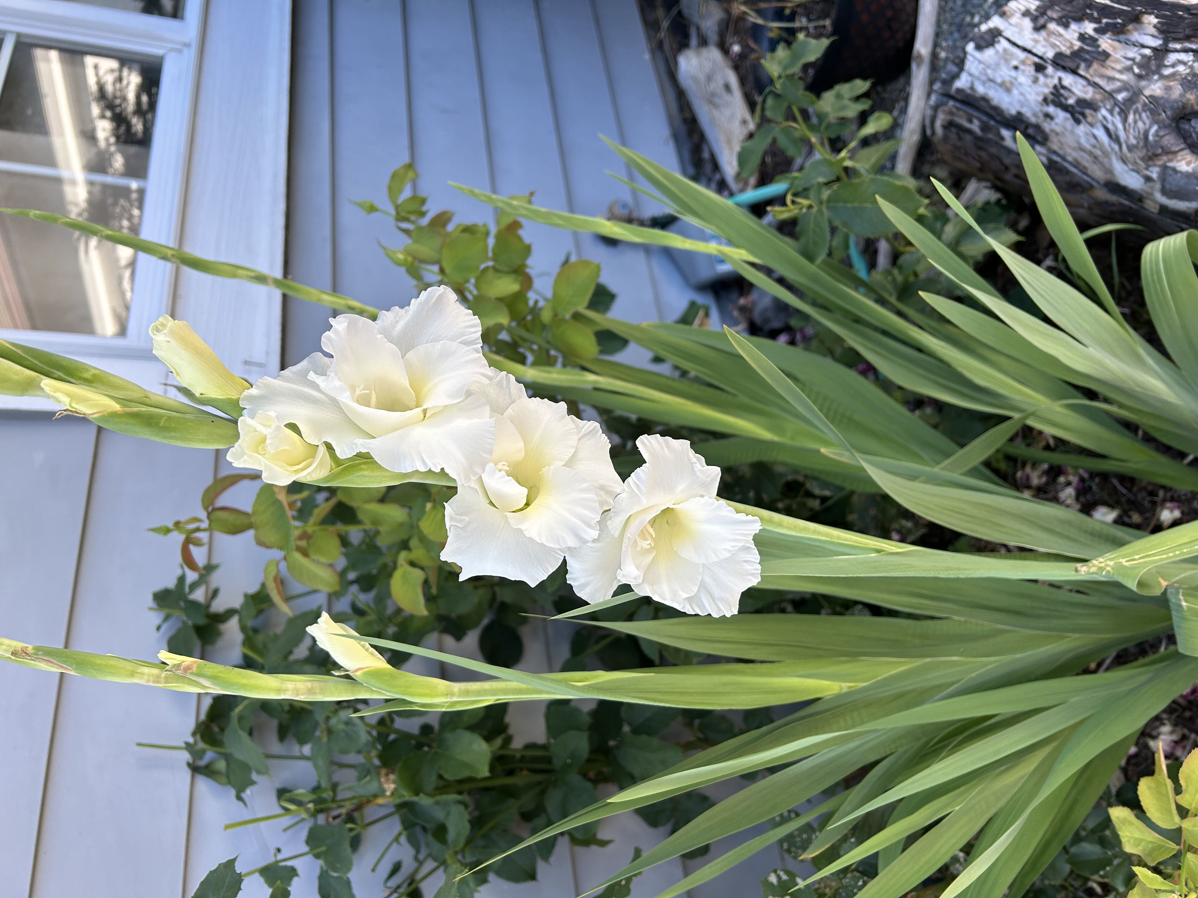 Photo from the post