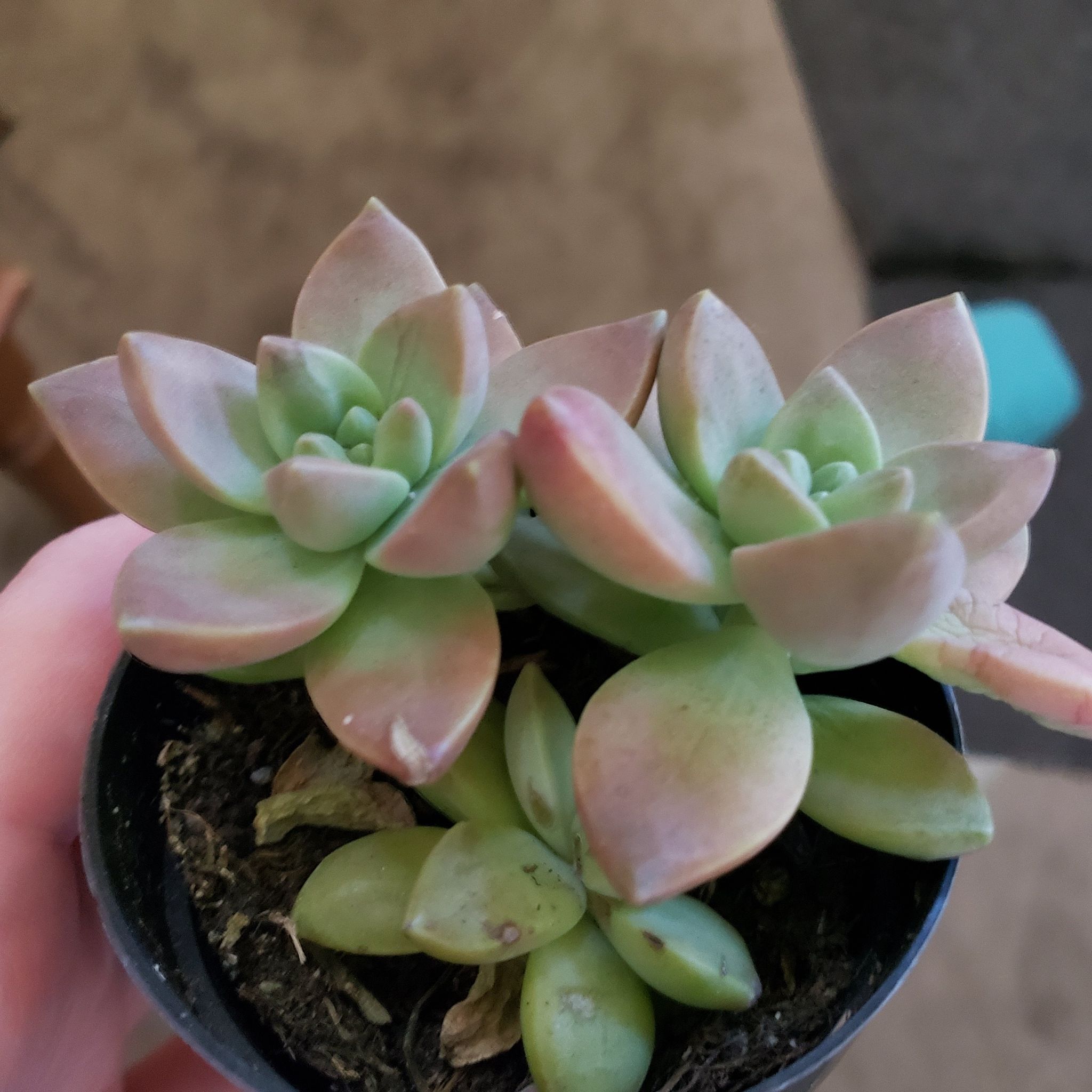 Photo of the plant species Graptosedum 'Sunsplash' by @FullYellowbird named Lee on Greg, the plant care app
