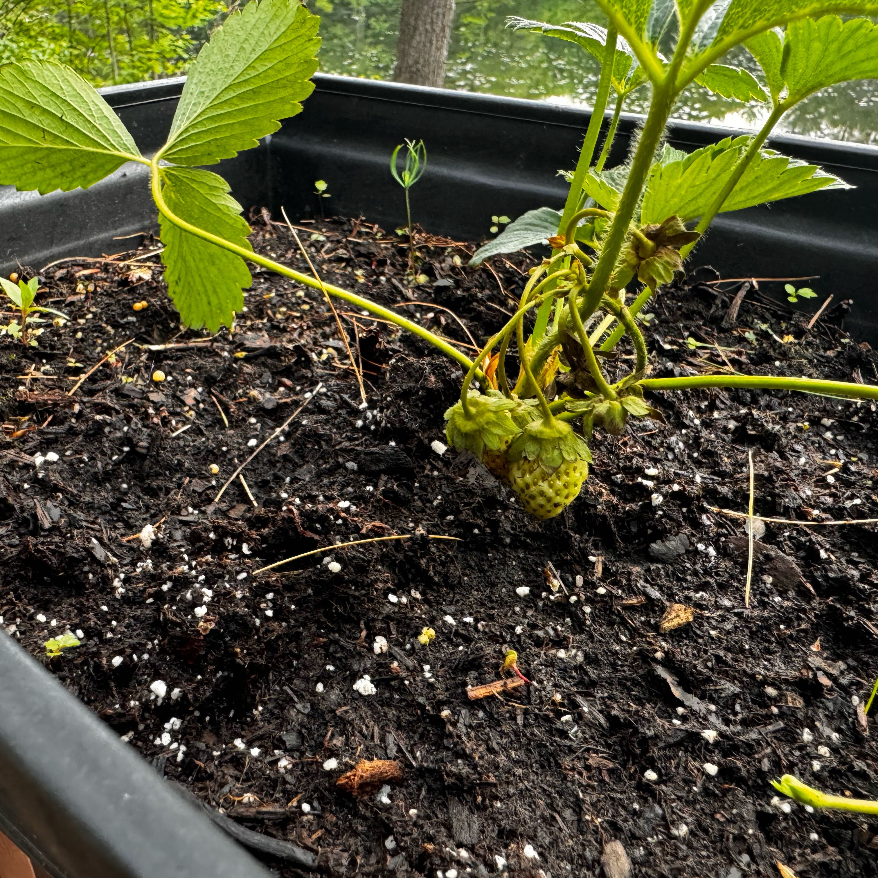 Photo of the plant species Ozark Beauty Strawberry by @EntirelyTukauki named Jam on Greg, the plant care app