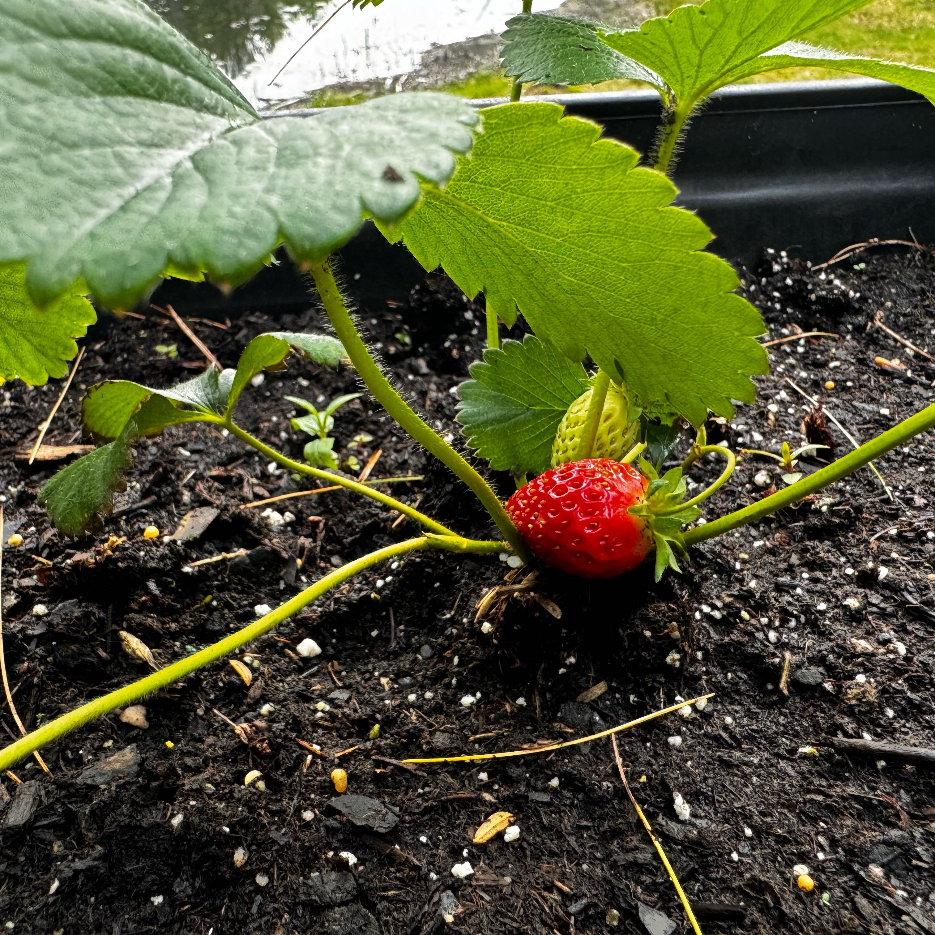 Photo of the plant species Ozark Beauty Strawberry by @EntirelyTukauki named Shortcake on Greg, the plant care app