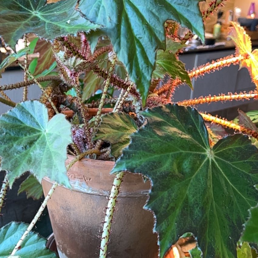Photo of the plant species Immense Begonia by @BusyCoatbuttons named Greg on Greg, the plant care app