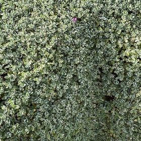 Photo of the plant species Texas Sage by @ProudBlackhaw named Remington on Greg, the plant care app