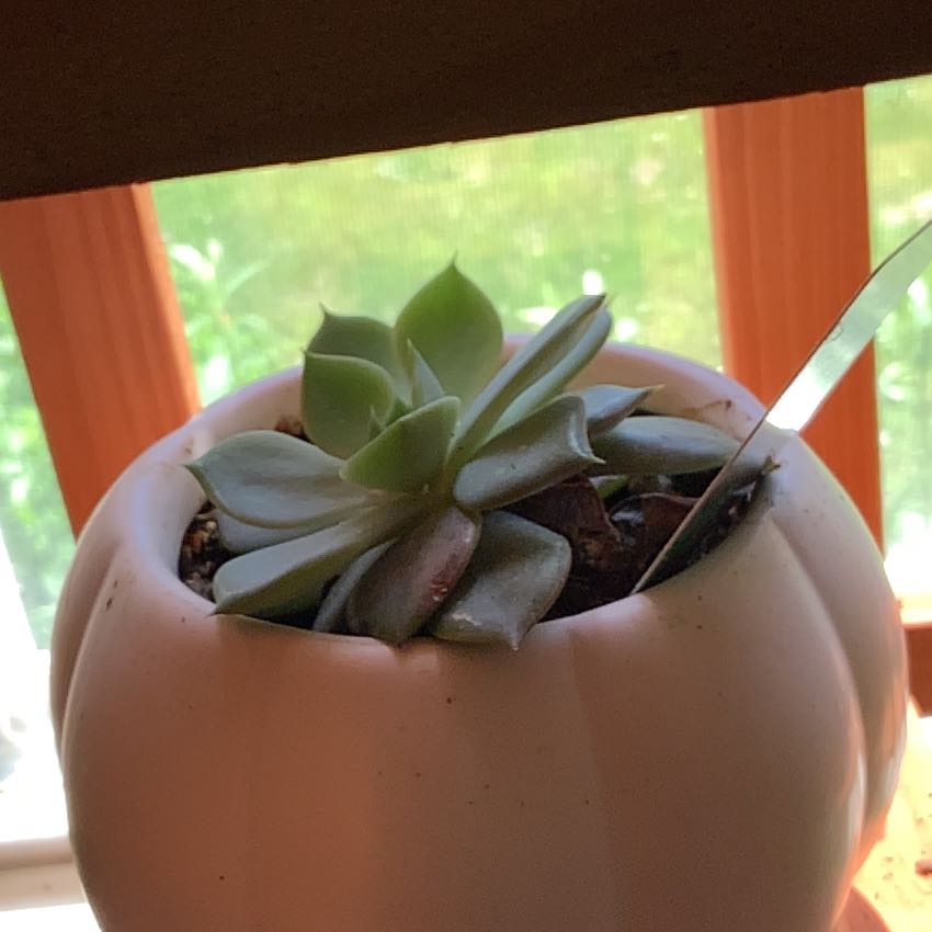 Echeveria laui succulent in a white pot, appears healthy with visible soil.
