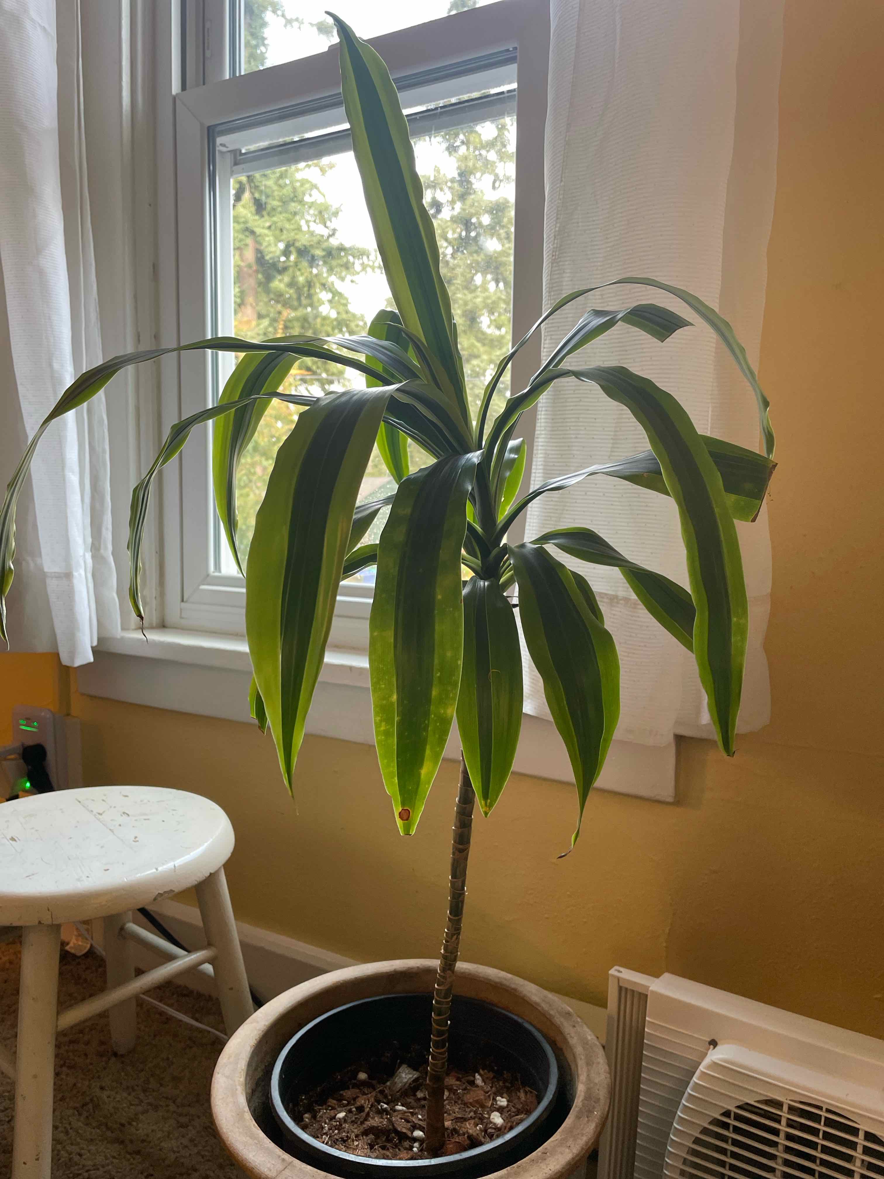 Healthy Song of India plant with vibrant green and yellow striped leaves in a white pot near a window.