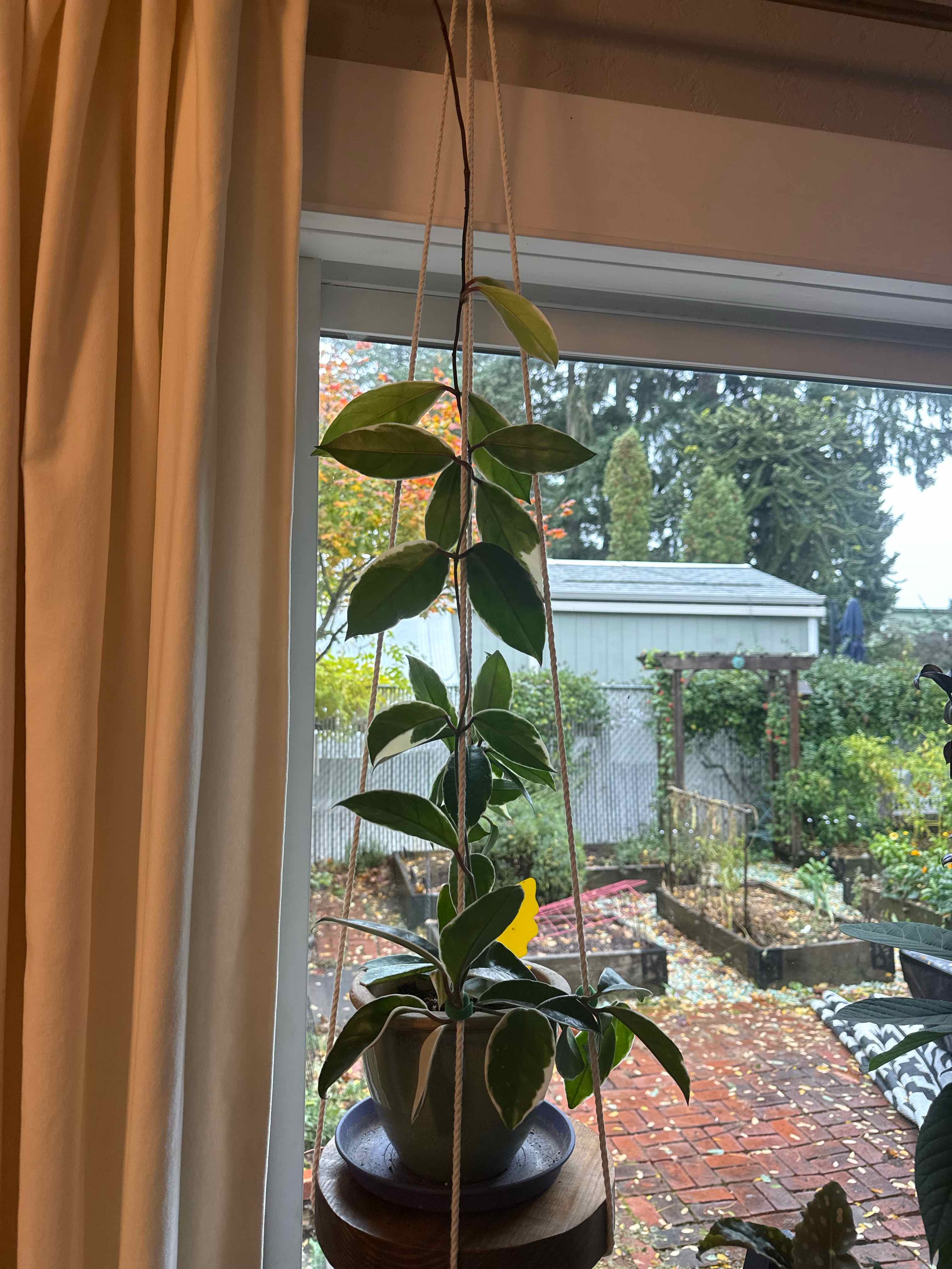 Photo of the plant species Wax plant by @Mollymcbutter named Queen leaf on Greg, the plant care app