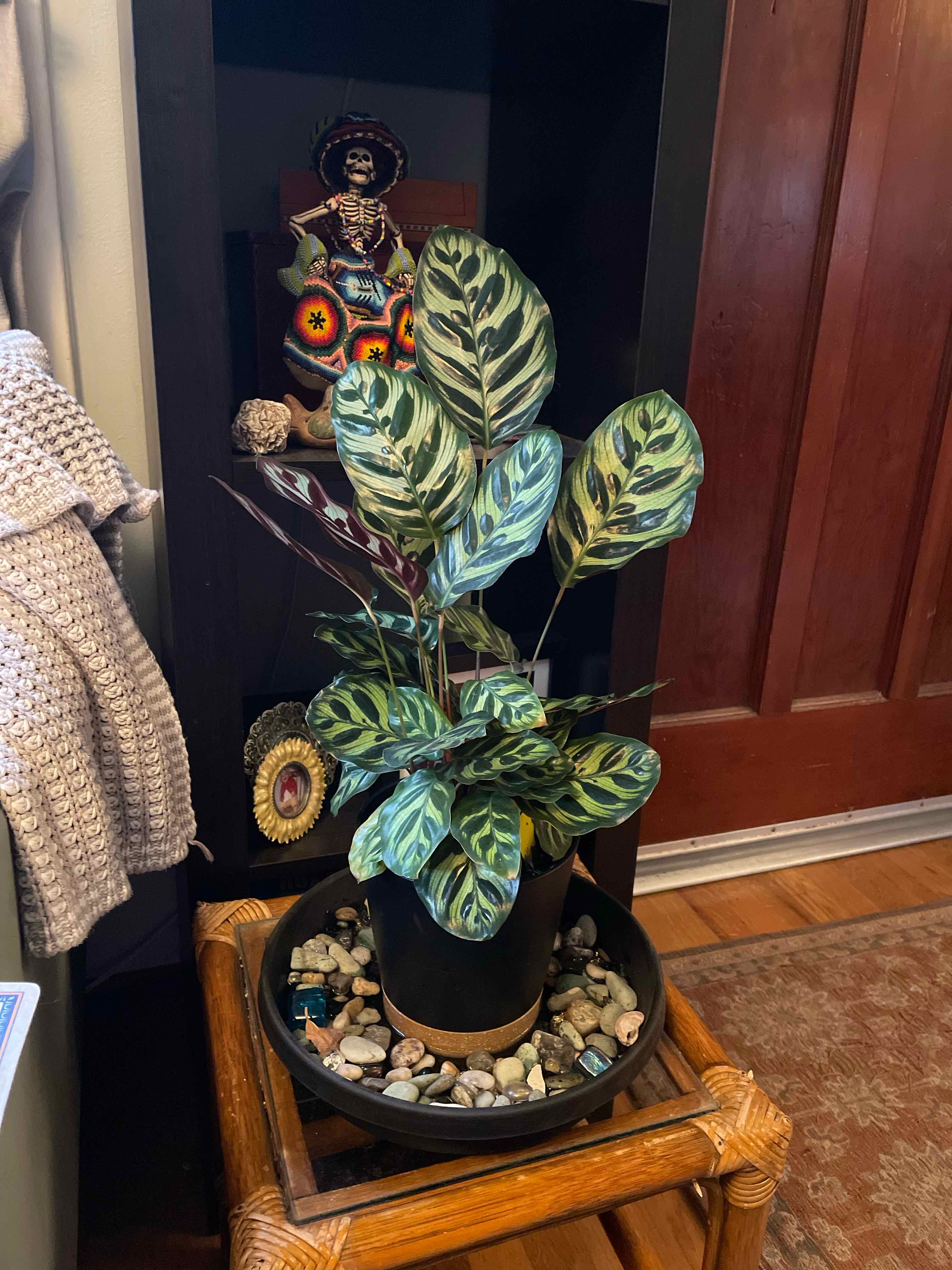 Potted Cathedral Windows plant with variegated leaves on a decorative stand.