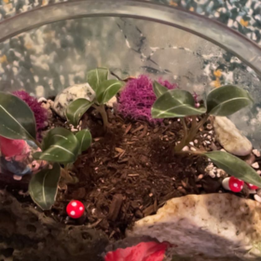 Photo of the plant species Black Jewel Orchid by @Mollymcbutter named Black Jewelry on Greg, the plant care app