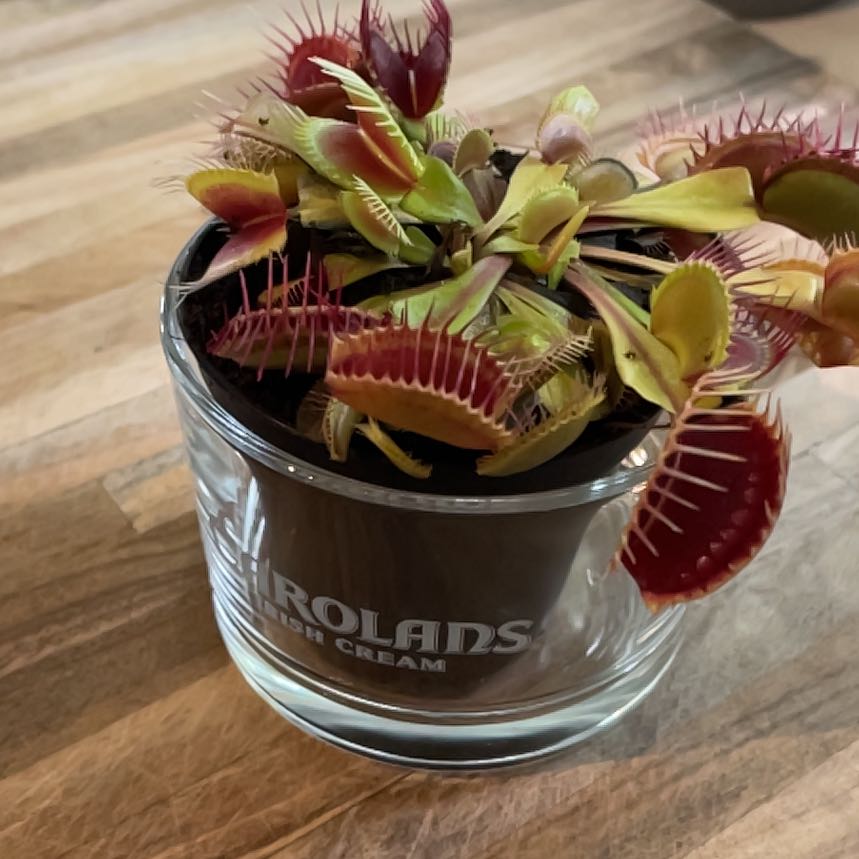 Venus Fly Trap plant in a glass container with some yellowing and browning leaves.