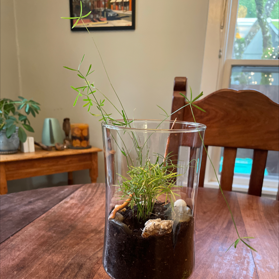 Healthy Asparagus Fern in a glass terrarium on a wooden table, with bright green feathery foliage and pebbles at the base.