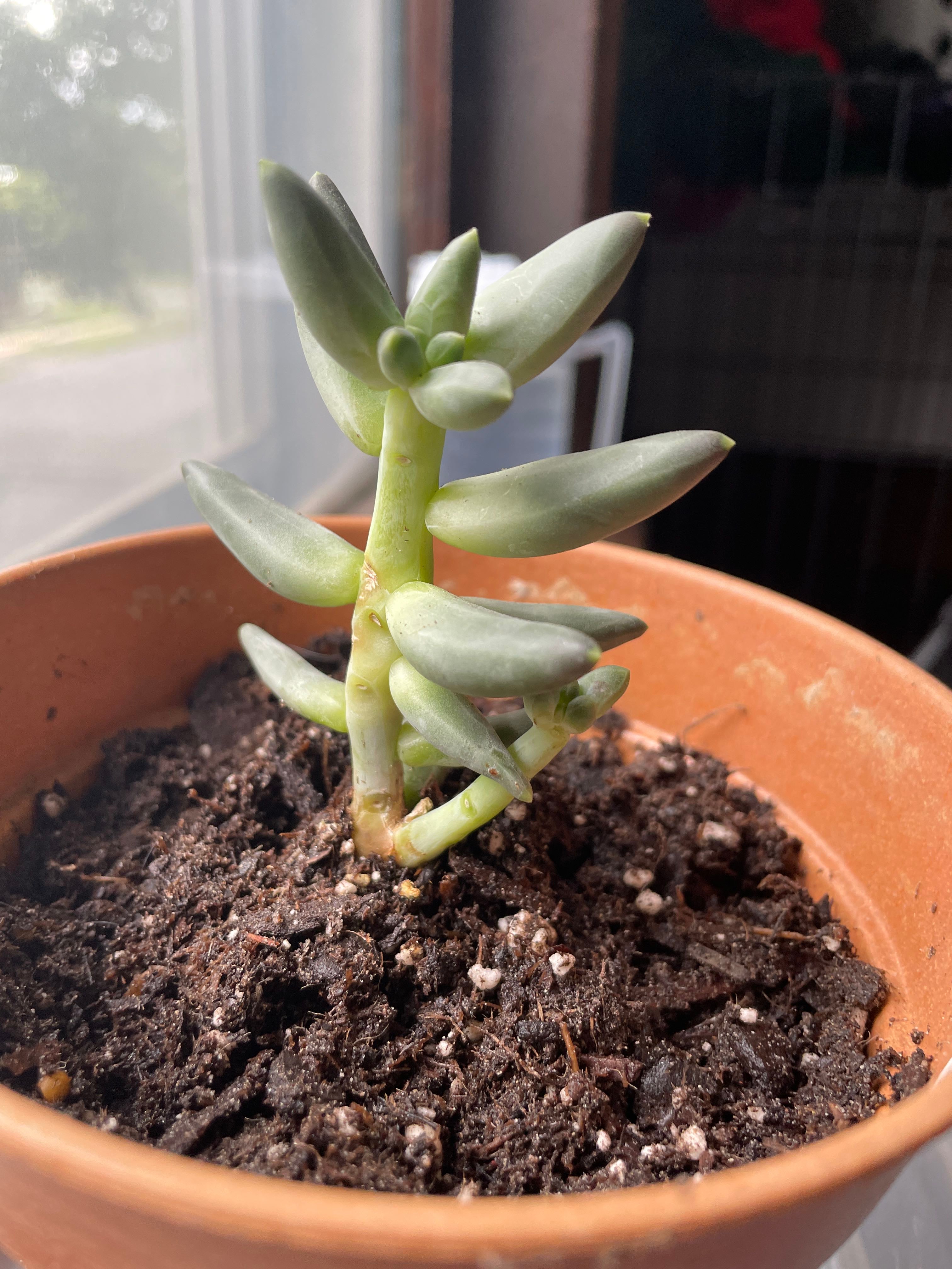 Sedum 'Cutting Edge' Is Not Toxic To Dogs 🐶