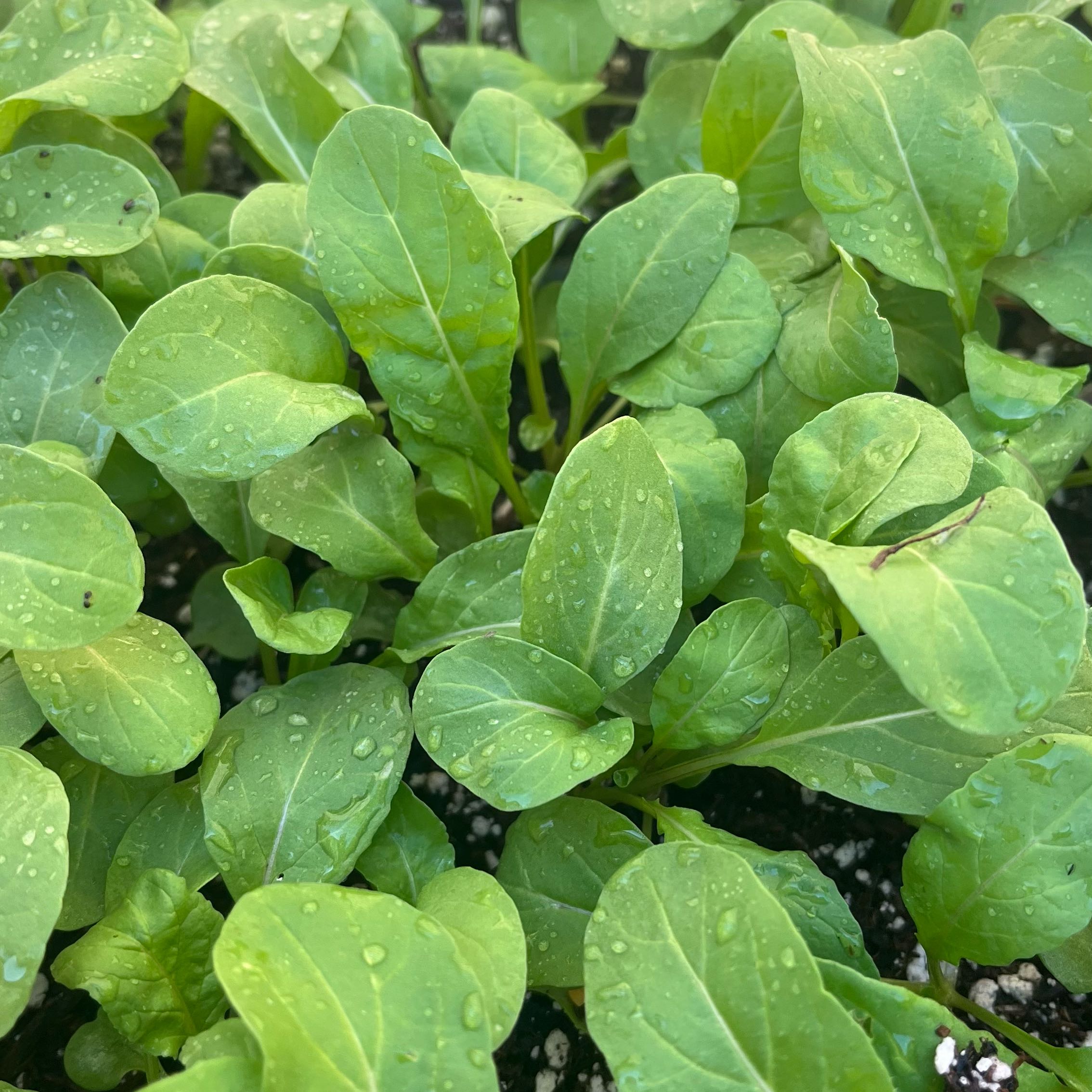 Healthy Garden Rocket plant with vibrant green leaves and water droplets.