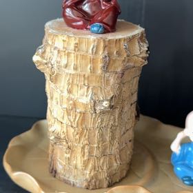 Photo of the plant species Brazilwood by @CalmWildpansy named Gaga on Greg, the plant care app