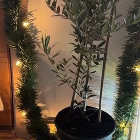 Photo of the plant species Olive Tree by @LuminousBlueoak named Queen on Greg, the plant care app