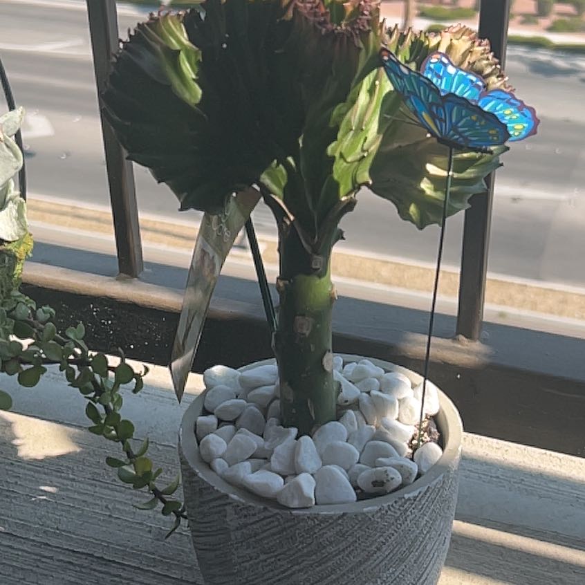 Photo of the plant species Indian Spurge Tree by @PeachyMoonglow named Baesil on Greg, the plant care app