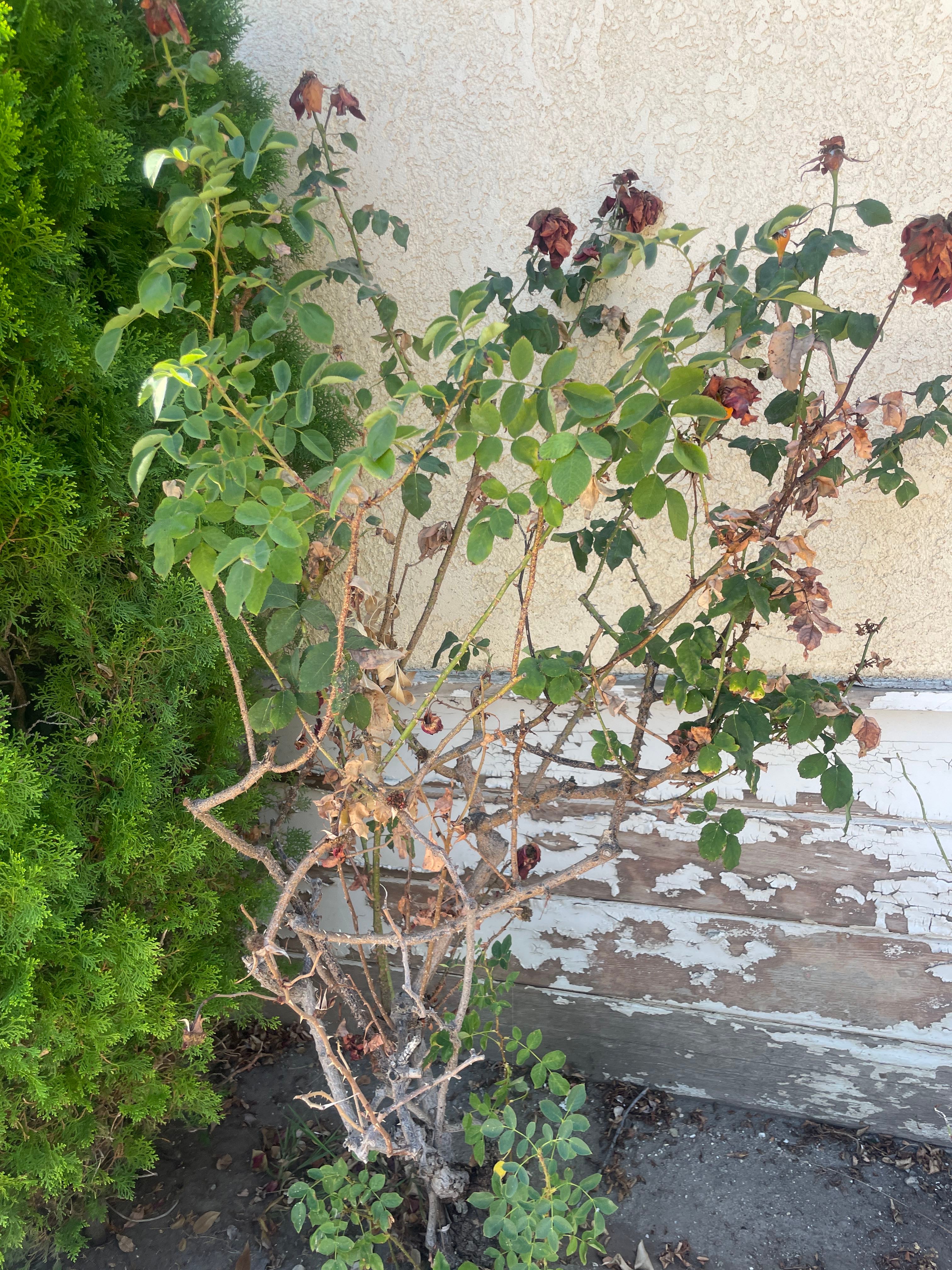 Flower Carpet Rose Plant Care Water, Light, Nutrients Greg App 🌱