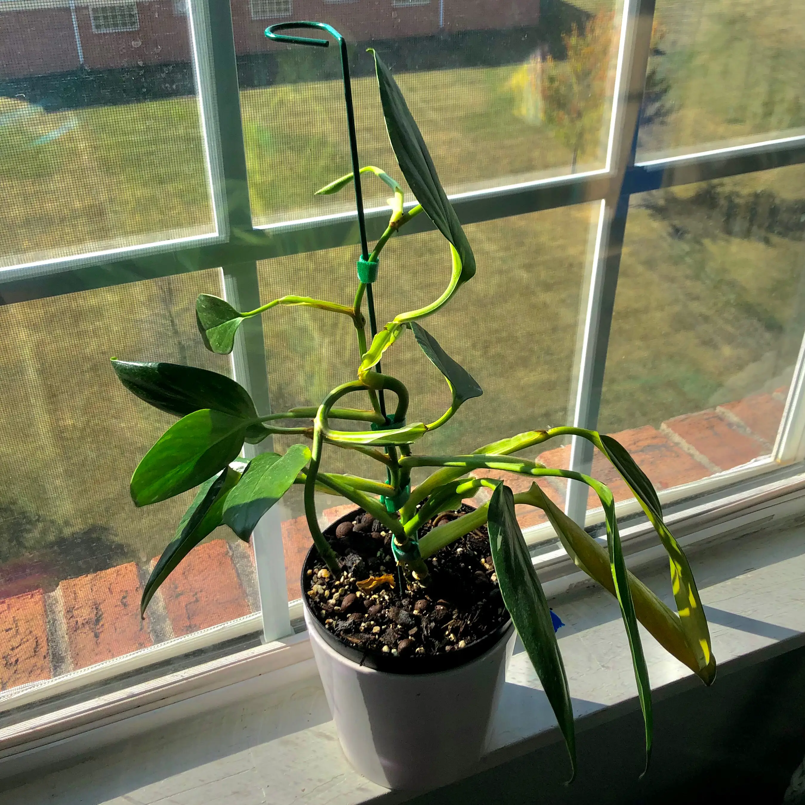 Monstera Standelyana Albo