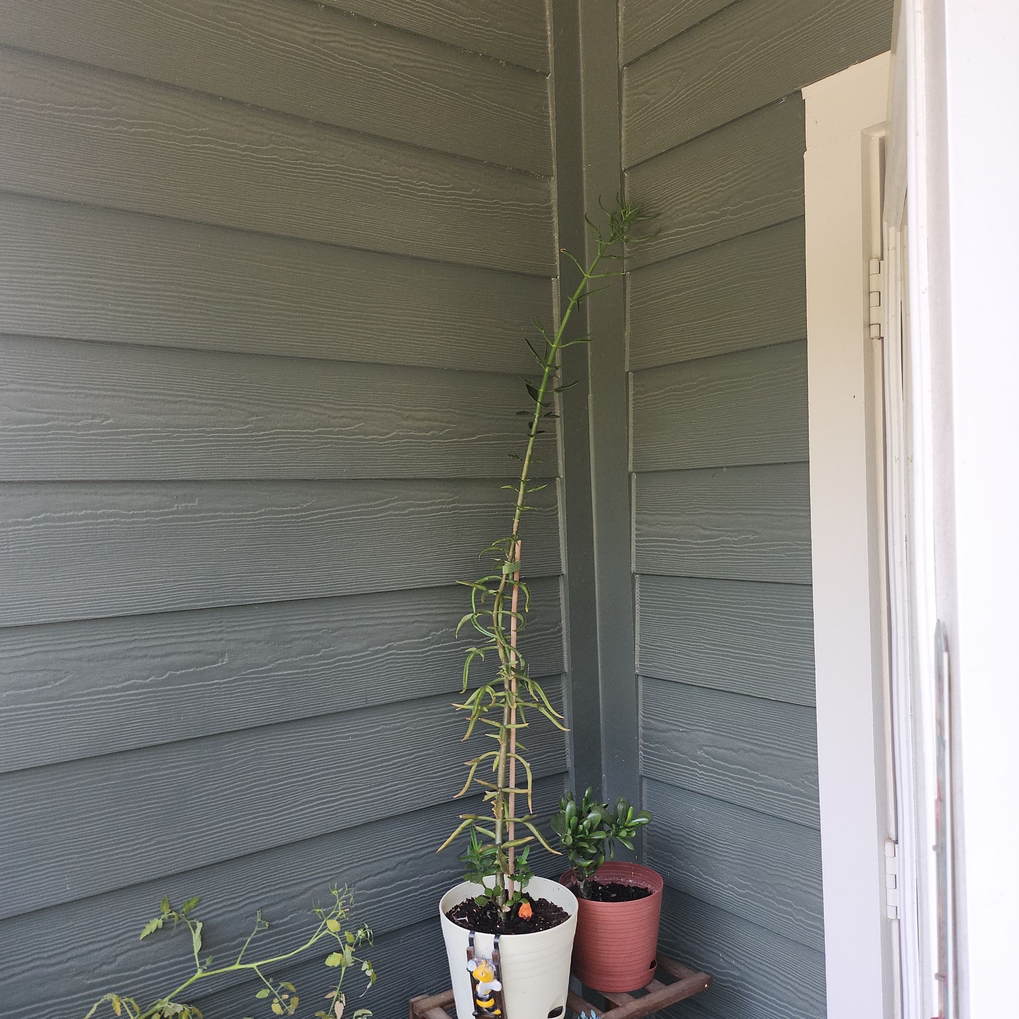 Photo of the plant species Kalanchoe 'Spider' by @Lexinthegarden named Wyll on Greg, the plant care app