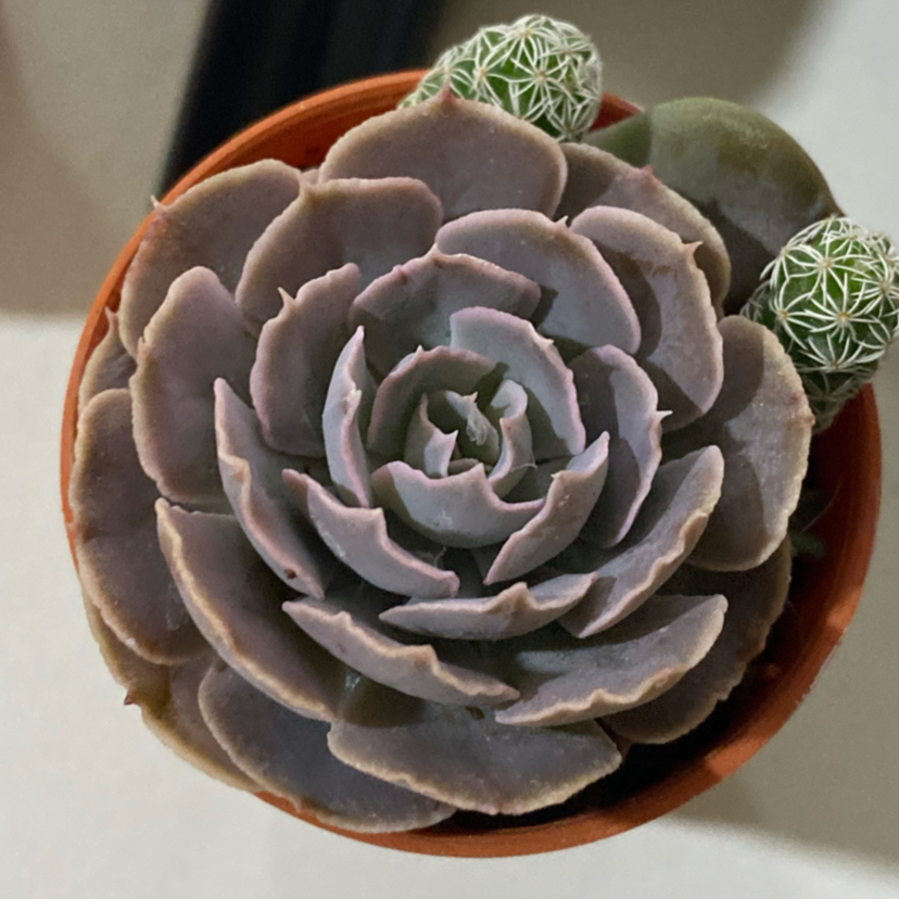 Photo of the plant species Echeveria 'Pollux' by @TopTallsedge named Asep on Greg, the plant care app