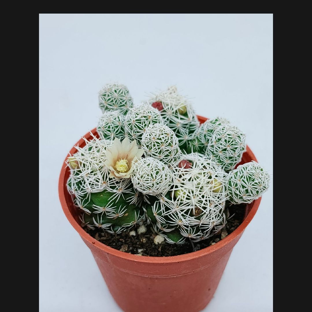 Photo of the plant species Mammillaria vetula subsp. gracilis by @UniqueJiaogulan named Cleopatra on Greg, the plant care app