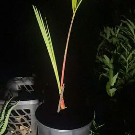 Photo of the plant species Lipstick Palm by @RichYankeeweed named Harry on Greg, the plant care app