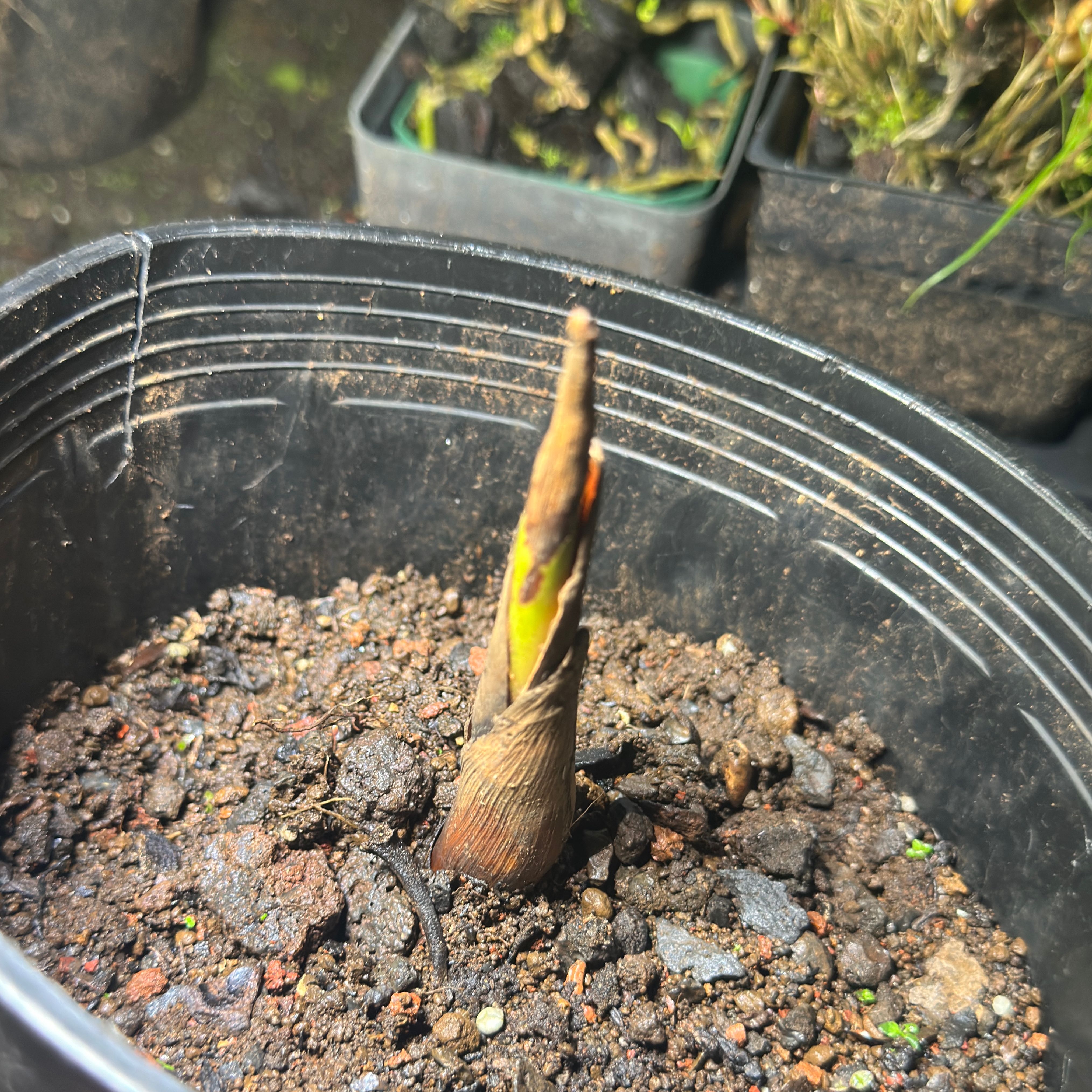 Photo of the plant species Lipstick Palm by @RichYankeeweed named Planty on Greg, the plant care app