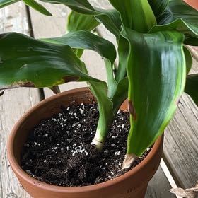 Photo of the plant species Dracaena Massangeana by @Clownose named Jerry on Greg, the plant care app