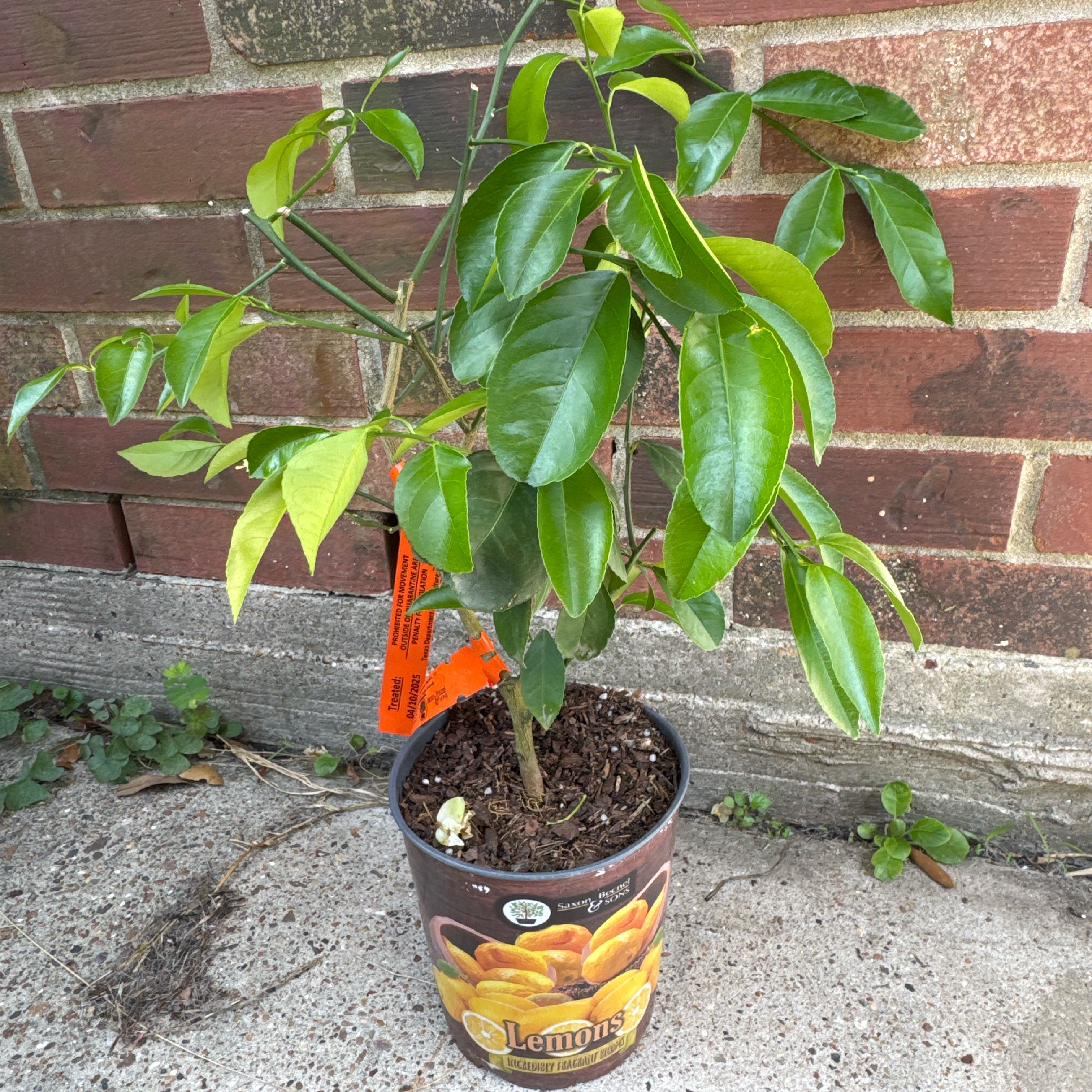 Photo of the plant species Dwarf Improved Meyer Lemon Tree by @CivilPhalsa named Sahara on Greg, the plant care app