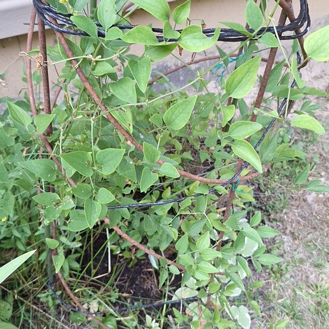 Photo of the plant species Wild Clematis by @ZanyUrnplant named Foxxy on Greg, the plant care app