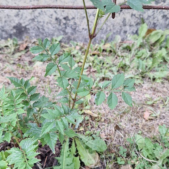 Photo of the plant species Achian-Bosk by @ZanyUrnplant named Rihanna on Greg, the plant care app