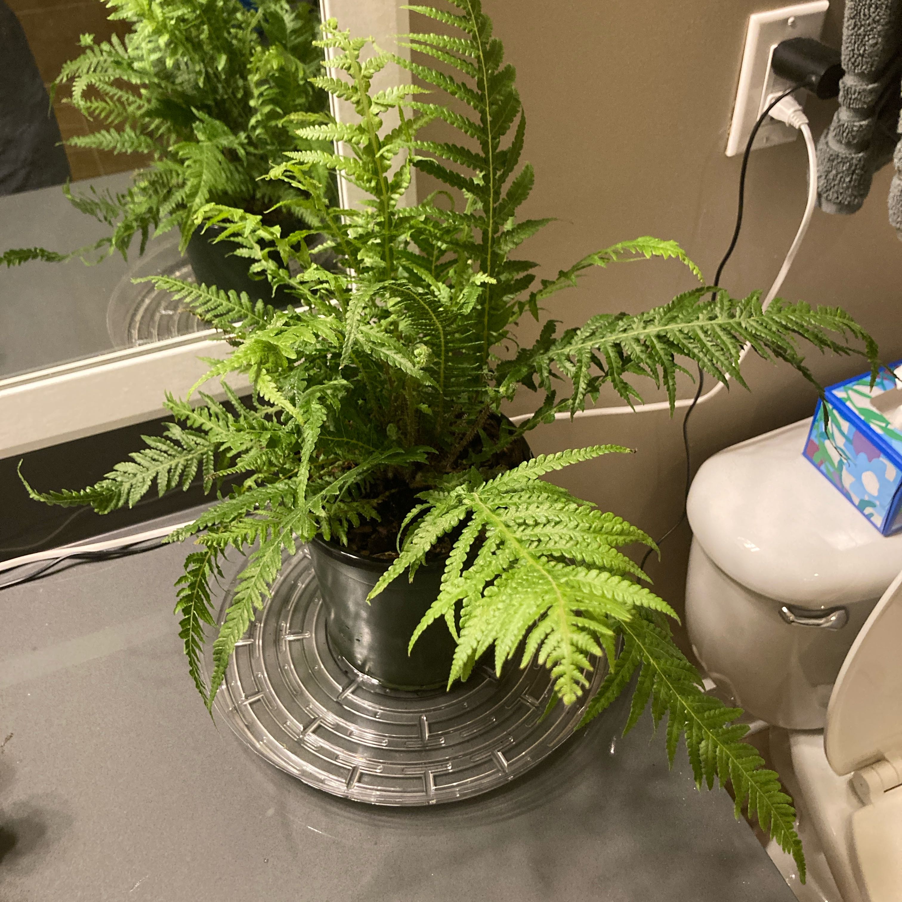 Photo of the plant species Japanese Beech Fern by @SilveryClubmoss named Kobe on Greg, the plant care app