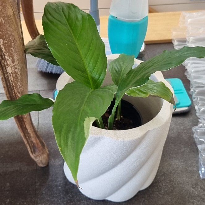Photo of the plant species Picasso Peace Lily by @FamousOrchids named Prince on Greg, the plant care app