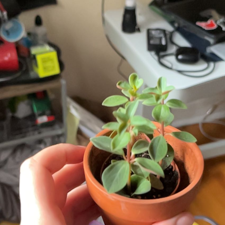 Photo of the plant species Peperomia verticillata 'Red Log' by @FineBonsaimint named Hamilton on Greg, the plant care app