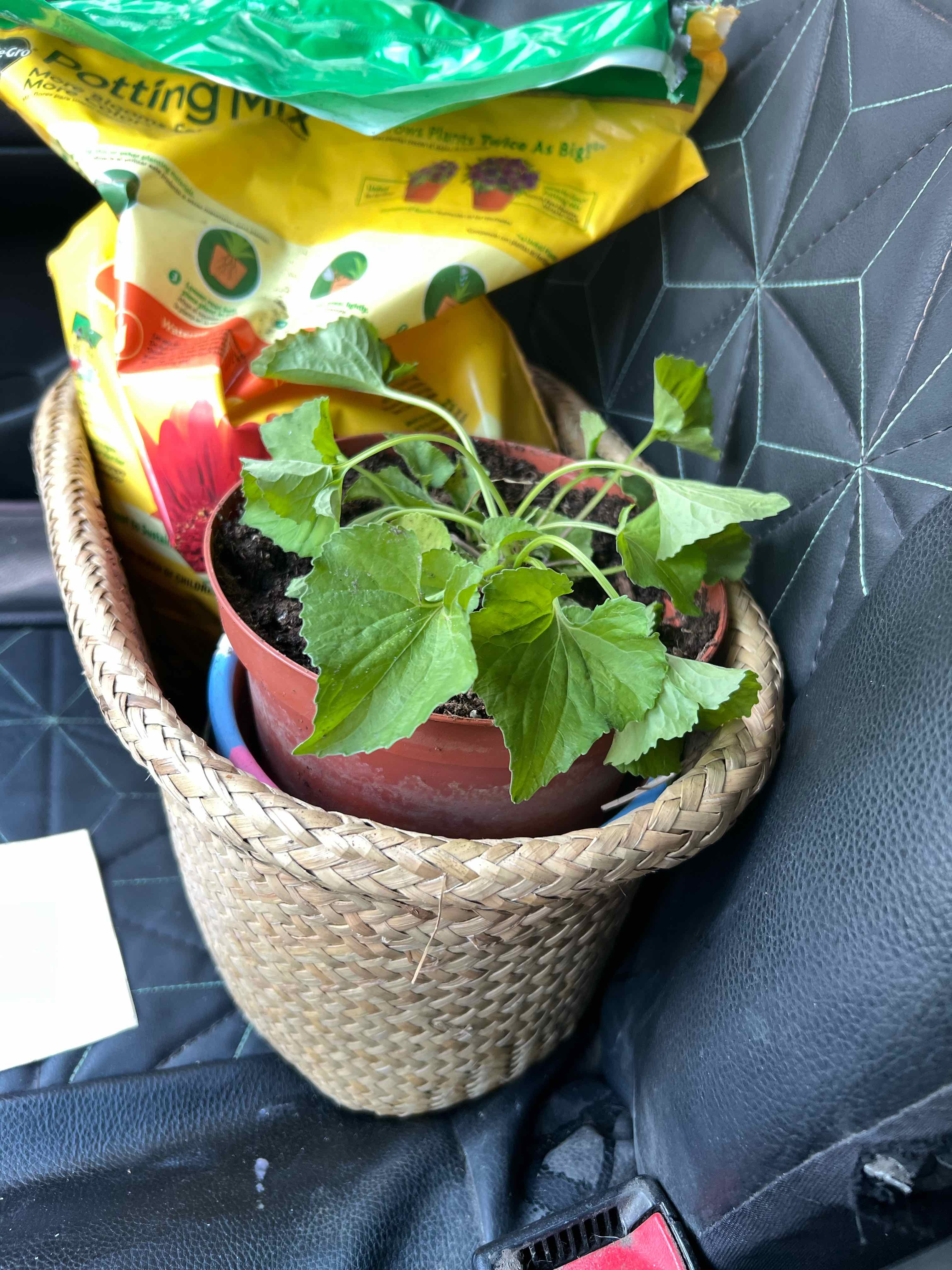 Potted Common Blue Violet plant in a woven basket on a car seat.