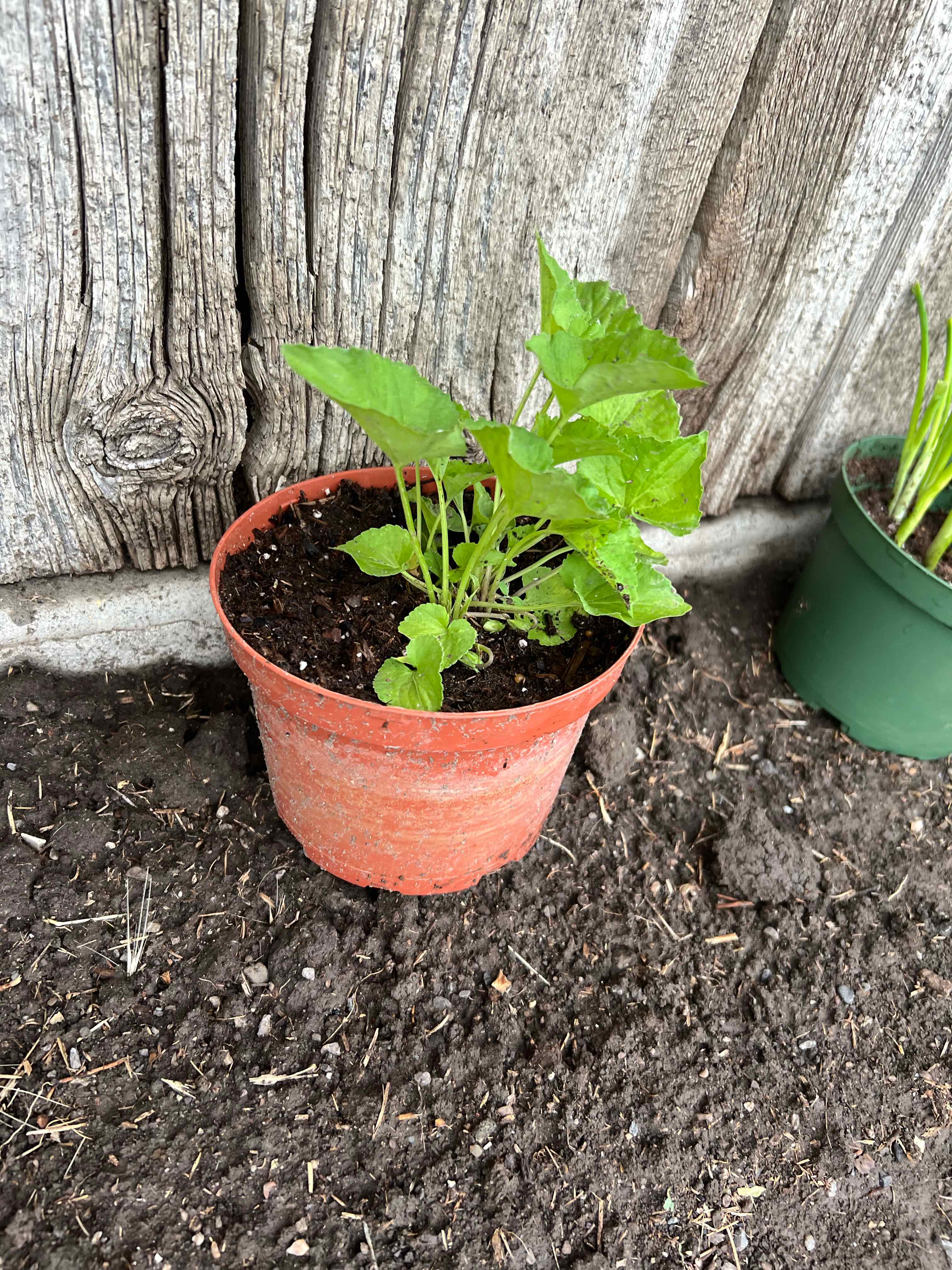 Potted Common Blue Violet plant with healthy green leaves and visible soil.