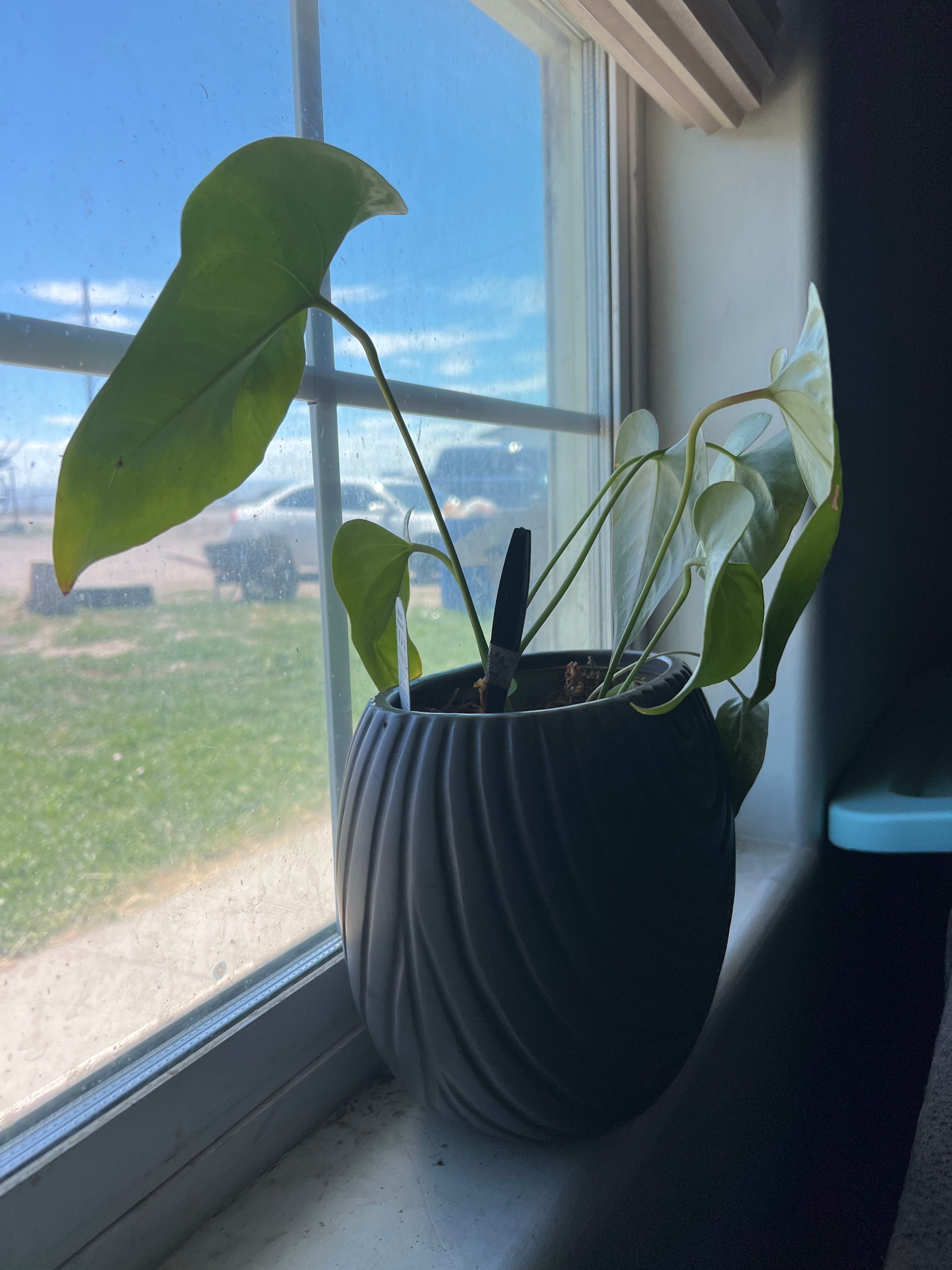 Why Are There Brown Spots on My Anthurium peltigerum Leaves?