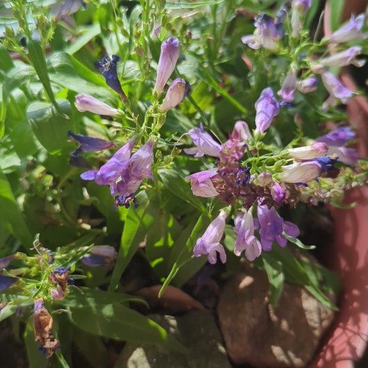 Photo of the plant species Beardlip Beardtongue by @AmusingJubaea named Dax on Greg, the plant care app
