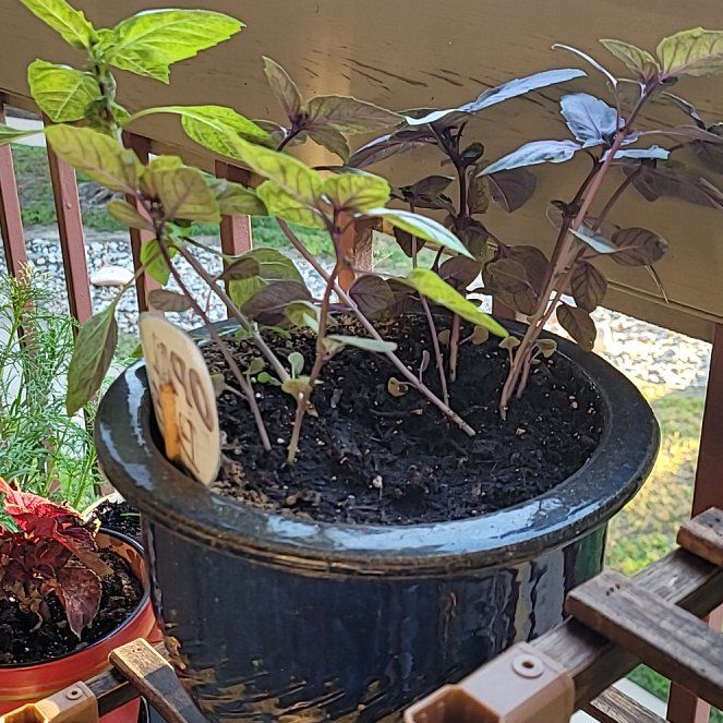 Photo of the plant species Black Opal Basil by @StarWillowdock named Dolores on Greg, the plant care app