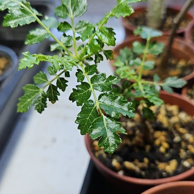 Photo of the plant species Boswellia sacra by @AceAlpineavens named Navajo on Greg, the plant care app