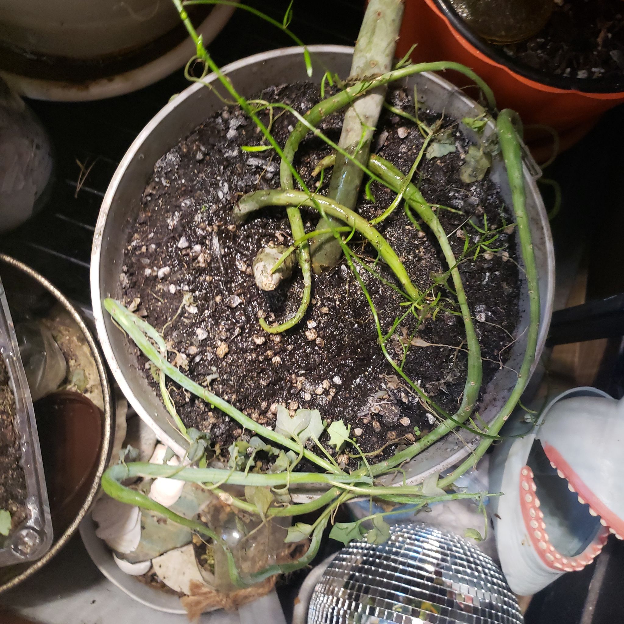 Potted Candle Plant with elongated stems and sparse foliage, soil visible.