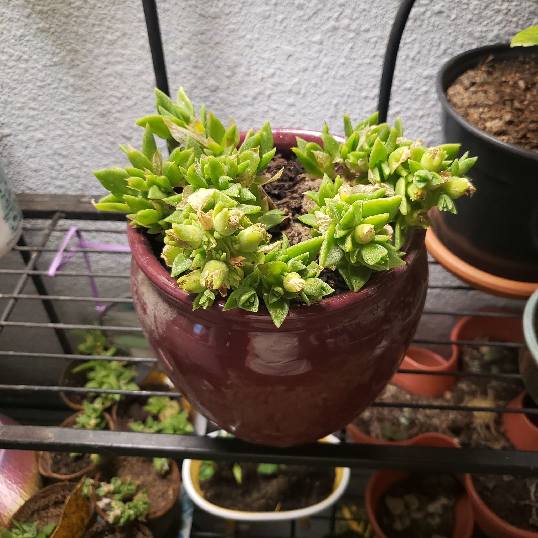 Photo of the plant species Kanna by @QuirkyRosehip named Darwin on Greg, the plant care app